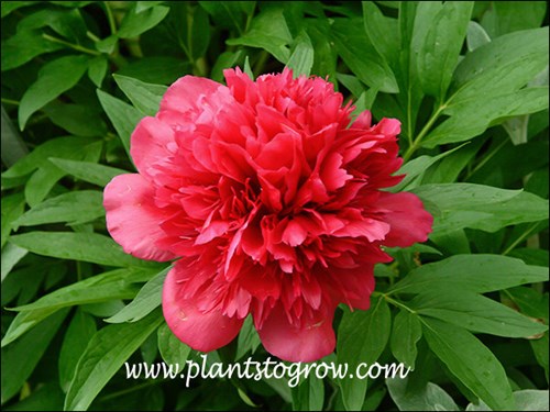 Memorial Day Peony
Double red flowers on this heirloom Peony.